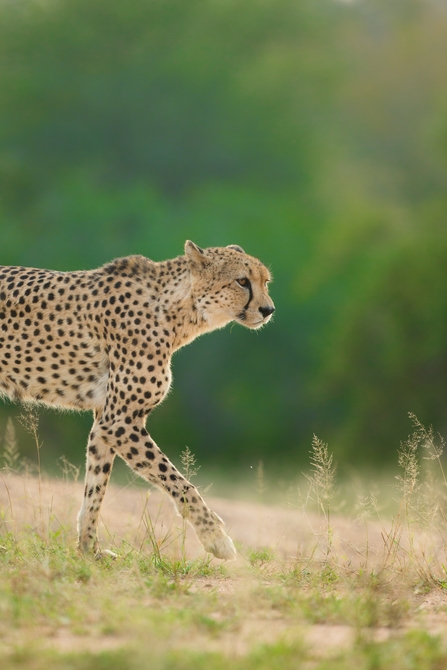 An African cheetah walking across the African savannah