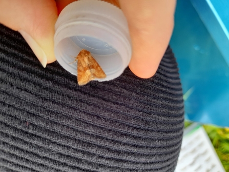 A middle-barred minor moth resting on the lid of an insect pot held in a person's fingers