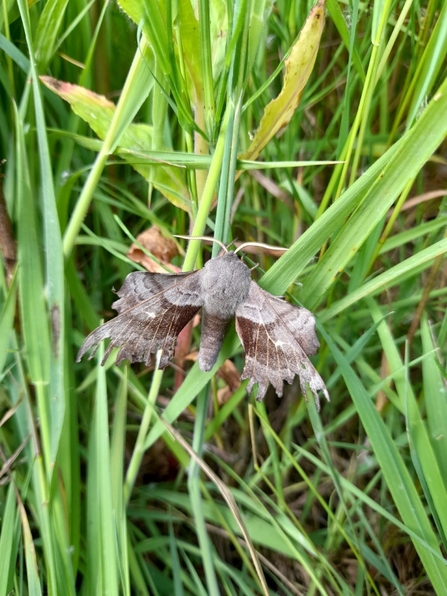 A worn-looking poplar hawkmoth with ragged wings resting on grass at Lunt Meadows nature reserve