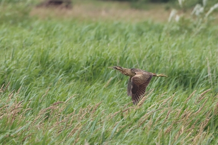 A bittern in-flight, passing in front of grassy background