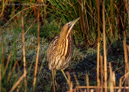 A bittern standing on frosty grass amongst reeds
