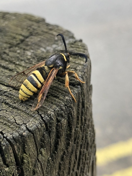 A lunar hornet moth sitting on a log, mimicking a hornet with its black and yellow-striped, wasp-like appearance