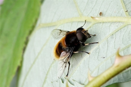 Close-up of the bumblebee mimic, the furry dronefly, sitting on a leaf