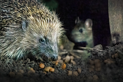 An image of a hedgehog eating some hedgehog food, with a mouse cheekily positioned in the background waiting to steal some. 
