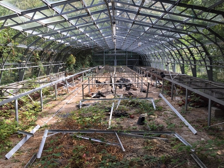 One of the Witton Park greenhouses before renovation. It is overgrown with metal on the ground.