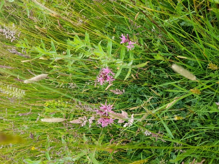 A wildflower called ragged robin, with pink ragged-looking petals, growing in the meadow at Lunt