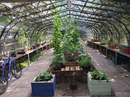 A view down a renovated greenhouse in Witton Park, where lush green vegetable plants are growing from wooden planters