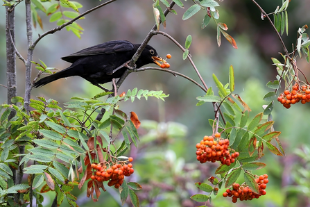 Blackbird feeding on rowan berries