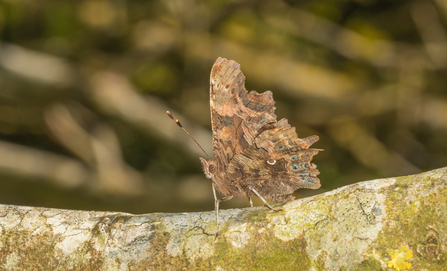 Comma butterfly (underside) on branch