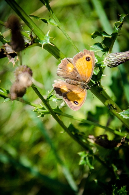 A gatekeeper butterfly resting on a green, spiky plant stem as the sun shines on its orange wings