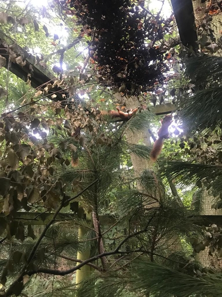 three of the young red squirrels can be spotted climbing among branches and vegetation inside the release pen