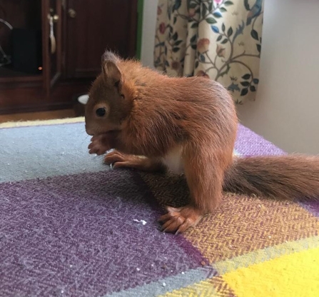 a baby red sits on a blanket nibbling a nut