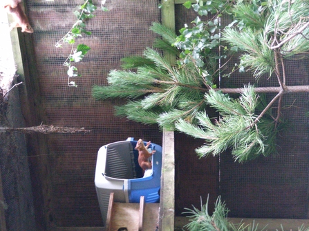a red squirrels peaks out of a cat carry crate, looking at her brother climbing inside the outdoor release pen. The crate sits on a wooden shelf and is surrounded by branches covered in green leaves