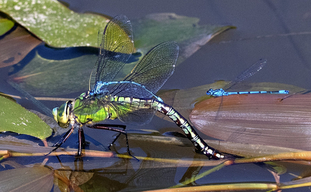 Azure damselfly ovipositing
