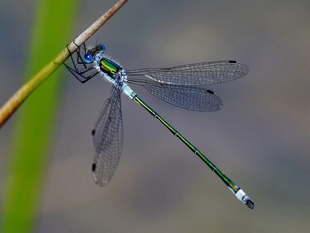Emerald damselfly 
