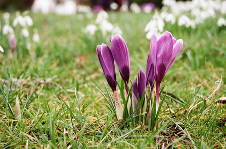 Purple crocus emerging in spring