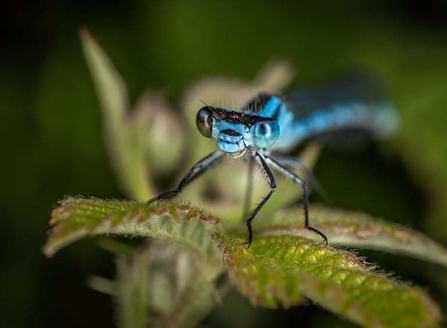 Damselfly 