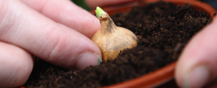 Planting a bulb in compost