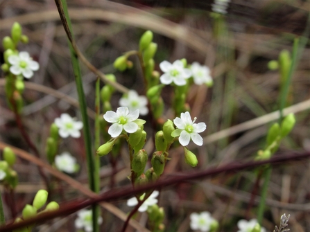 The delicate white flowers of round-leaved sundew blooming on top of lush green stems