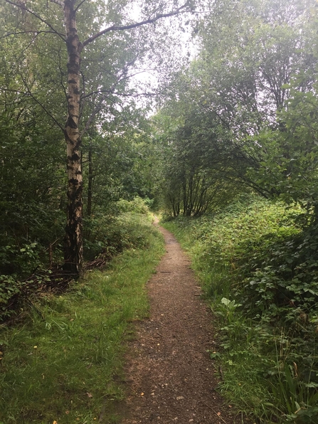 A footpath leading through a wooded area of an urban nature reserve