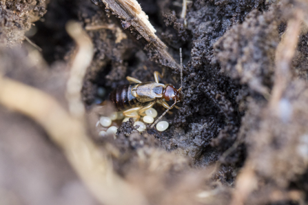 Earwig in soil