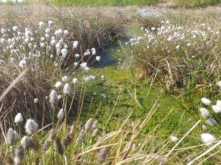 Peatland habitat with green sphagnum moss and white cotton-grass seed heads