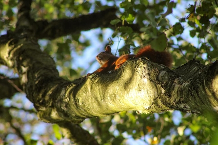 A red squirrel sitting on a tree branch that's dappled with sunshine