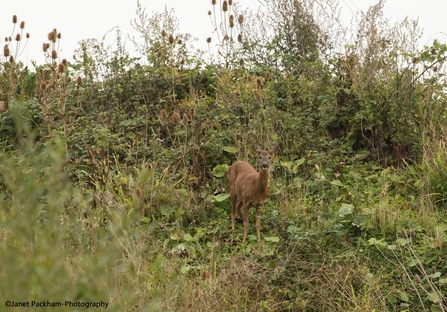 A roe deer standing on a grassy bank amongst teasel-heads and other vegetation