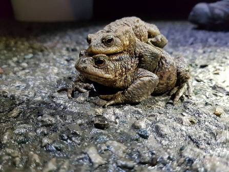 A male common toad lying on top of the much larger female while he mates with her on a path in torchlight