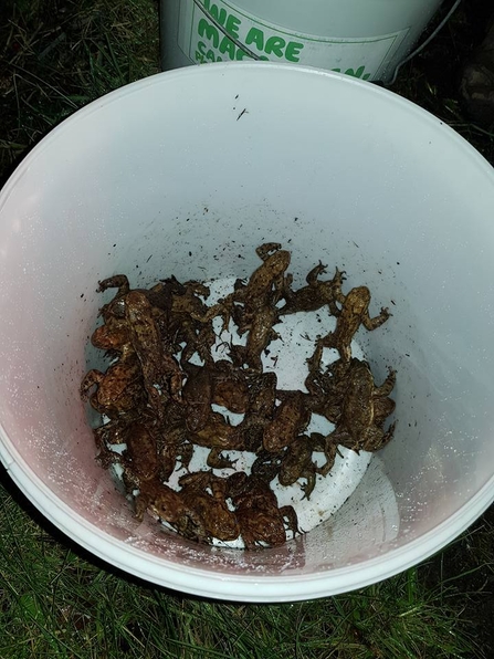 A white bucket filled with common toads during a toad patrol on a busy road. The toads will be taken to their breeding pond.