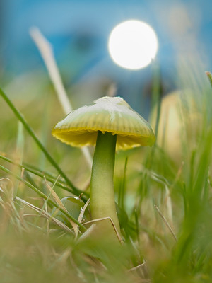 Moonlight fungus 