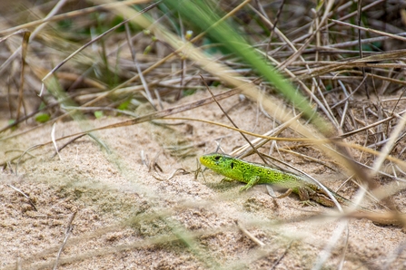 Sand lizard ©Andrew Hampson