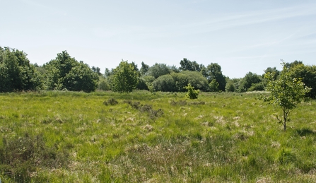 Area of green grassland with mature trees
