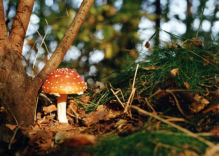 Fly agaric fungus 
