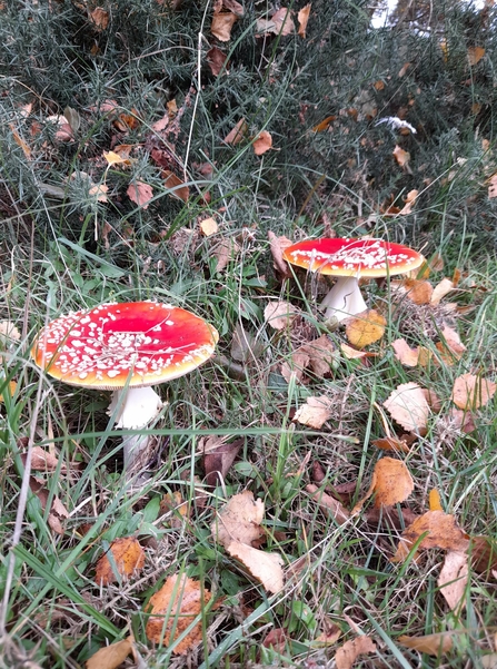 Two bright red fly agaric mushrooms covered in white spots growing amongst grass and autumn leaves