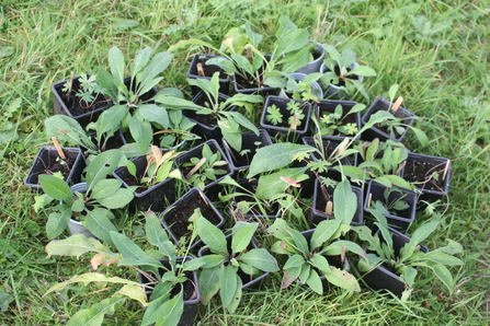 Green knapweed and cranesbill seedlings in black pots