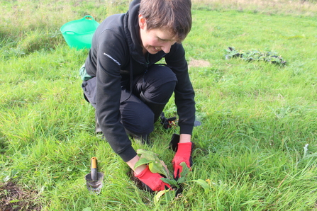 Volunteer planting common knapweed at Lunt Meadows