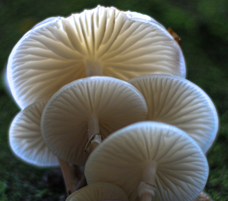 Porcelain fungus