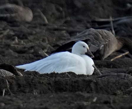 A bright white snow goose lying on bare soil at Lunt Meadows nature reserve