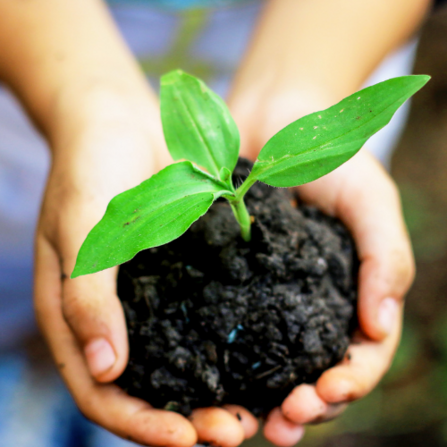 A pair of hands holding soil and an emerging young plant