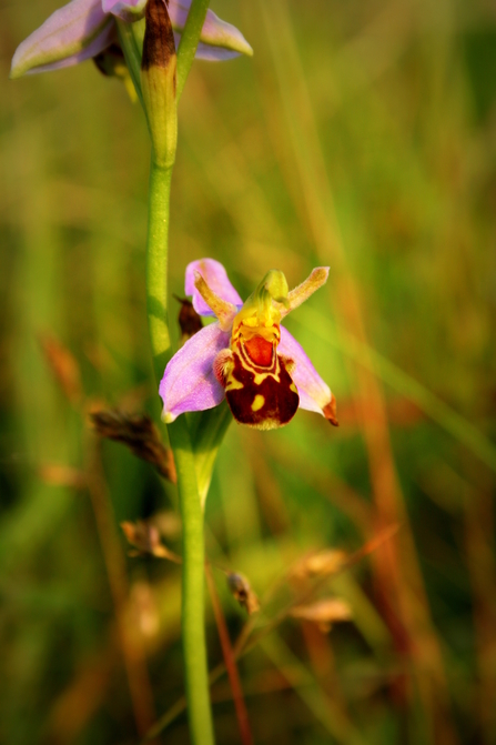 A bee orchid growing against a backdrop of dune grasses, bathed in warm afternoon sunshine