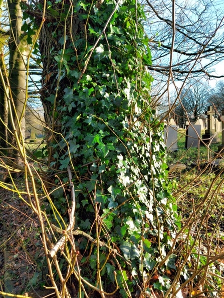 Ivy leaves climbing the trunk of a tree in a church yard, with gravestones in the background