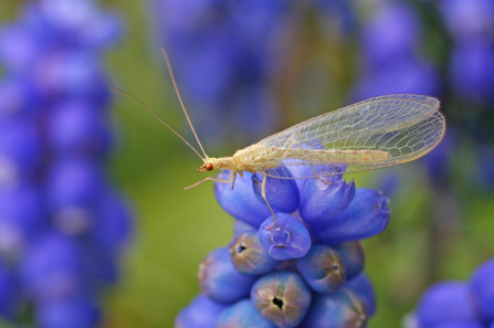 Common green lacewing on grape hyacinth 