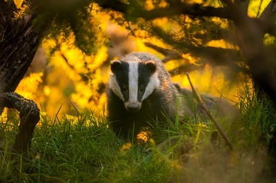 Badger 