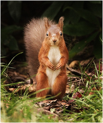 Red squirrel