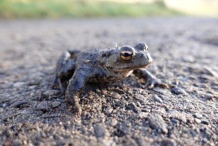 An adult toad sitting on a footpath at Brockholes nature reserve