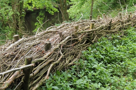 A dead hedge, where tree branches are woven through wooden posts, at the edge of a woodland