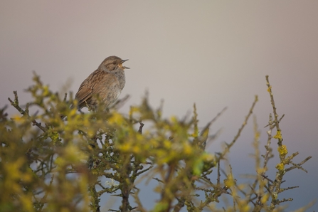 A dunnock sits on top of a bush and sings