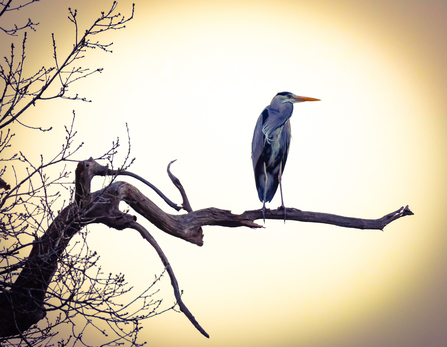 Heron perched upon a branch