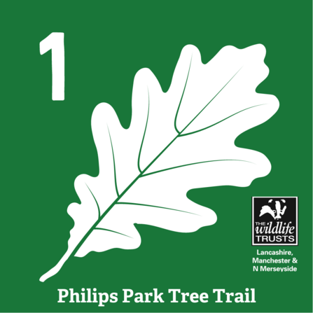 A green square waymarker sign showing a white oak leaf above text reading 'Philips Park Tree Trail'